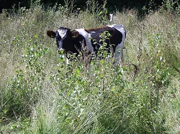 blindley heath common